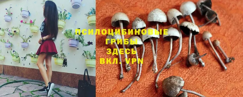 где продают наркотики  дарк нет какой сайт  Галлюциногенные грибы MAGIC MUSHROOMS  Нестеровская 